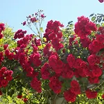 Des Roses 2* Platanias (Thessaly)