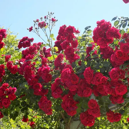 Des Roses 2* プラタニアス