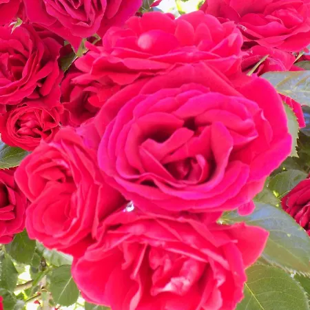 アパートホテル Des Roses 2*