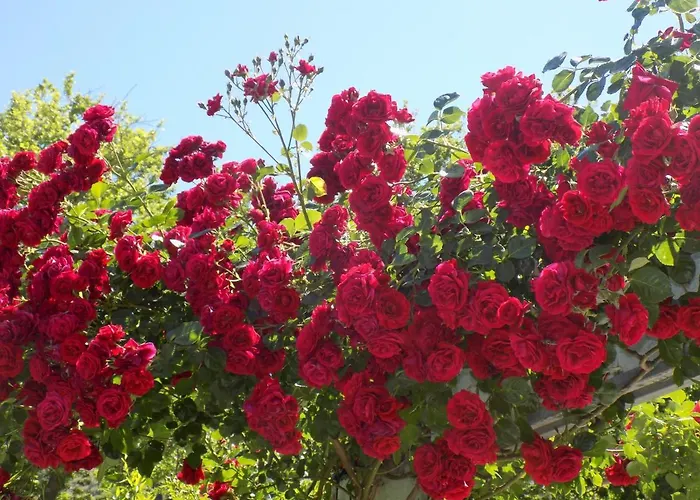 Des Roses 2* Platanias (Thessaly)