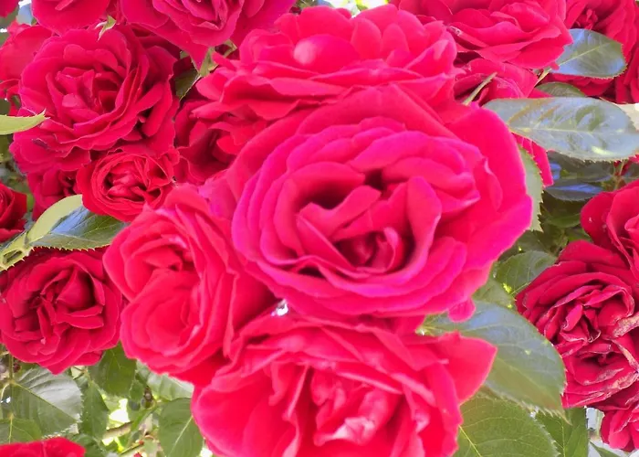 Apart-hotel Des Roses 2*